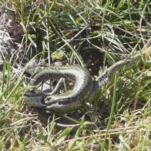 Eulamprus tympanum at Paddys River, ACT - 4 Feb 2019 09:25 AM