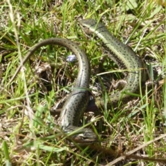 Eulamprus tympanum at Paddys River, ACT - 4 Feb 2019 09:25 AM