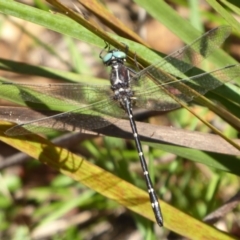 Eusynthemis guttata (Southern Tigertail) at Paddys River, ACT - 4 Feb 2019 by Christine