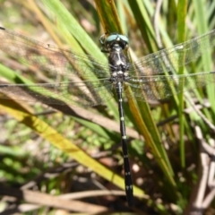 Eusynthemis guttata at Paddys River, ACT - 4 Feb 2019 09:34 AM