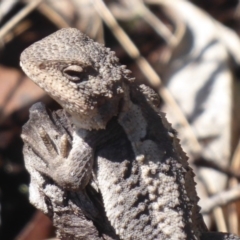 Rankinia diemensis (Mountain Dragon) at Paddys River, ACT - 3 Feb 2019 by Christine