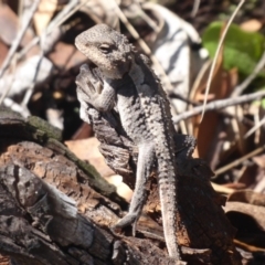 Rankinia diemensis at Paddys River, ACT - 4 Feb 2019 09:54 AM