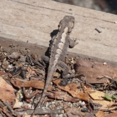 Rankinia diemensis at Paddys River, ACT - 4 Feb 2019