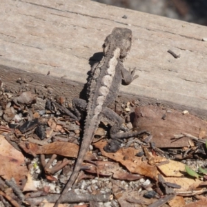 Rankinia diemensis at Paddys River, ACT - 4 Feb 2019 09:54 AM