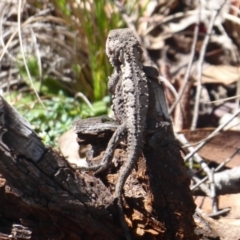 Rankinia diemensis at Paddys River, ACT - 4 Feb 2019 09:54 AM