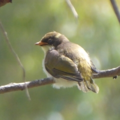 Melithreptus lunatus (White-naped Honeyeater) at Tharwa, ACT - 4 Feb 2019 by Christine