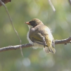 Melithreptus lunatus at Tharwa, ACT - 4 Feb 2019