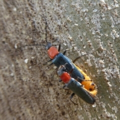 Chauliognathus tricolor (Tricolor soldier beetle) at Paddys River, ACT - 4 Feb 2019 by Christine