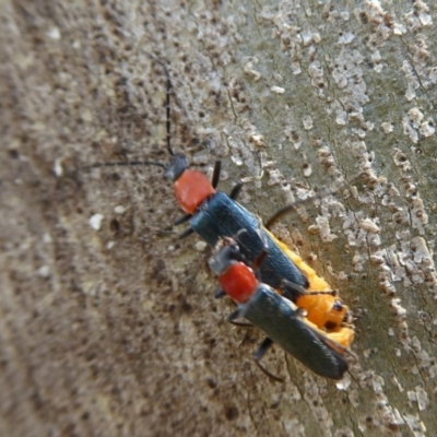 Chauliognathus tricolor (Tricolor soldier beetle) at Gibraltar Pines - 4 Feb 2019 by Christine