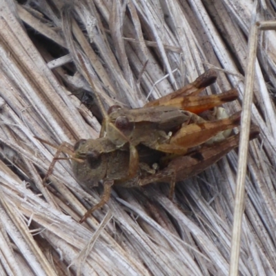 Phaulacridium vittatum (Wingless Grasshopper) at Gibraltar Pines - 4 Feb 2019 by Christine