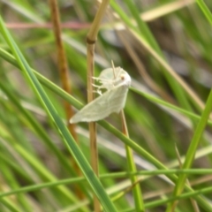 Euloxia meandraria (Two-lined Euloxia) at Paddys River, ACT - 3 Feb 2019 by Christine