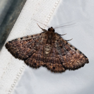 Diatenes aglossoides at O'Connor, ACT - 29 Jan 2019