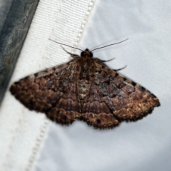 Diatenes aglossoides at O'Connor, ACT - 29 Jan 2019