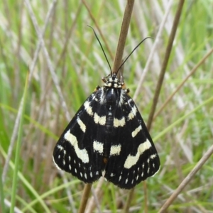 Phalaenoides tristifica at Paddys River, ACT - 4 Feb 2019 10:48 AM