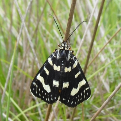 Phalaenoides tristifica (Willow-herb Day-moth) at Paddys River, ACT - 3 Feb 2019 by Christine