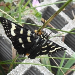 Phalaenoides tristifica at Paddys River, ACT - 4 Feb 2019 10:48 AM