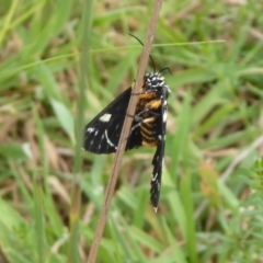 Phalaenoides tristifica at Paddys River, ACT - 4 Feb 2019 10:48 AM