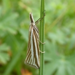 Hednota species near grammellus (Pyralid or snout moth) at Paddys River, ACT - 4 Feb 2019 by Christine