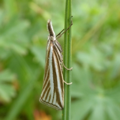 Hednota species near grammellus (Pyralid or snout moth) at Paddys River, ACT - 3 Feb 2019 by Christine