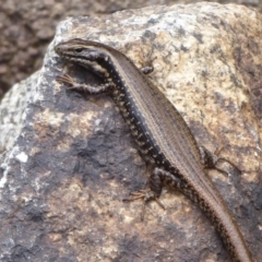 Eulamprus heatwolei (Yellow-bellied Water Skink) at Gibraltar Pines - 4 Feb 2019 by Christine