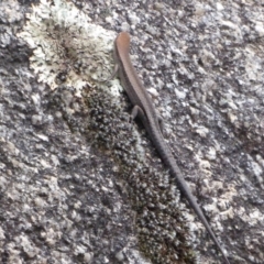 Lampropholis guichenoti (Common Garden Skink) at Gibraltar Pines - 4 Feb 2019 by Christine
