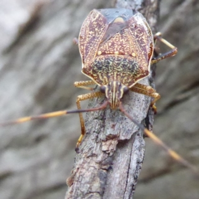 Poecilometis strigatus (Gum Tree Shield Bug) at Flynn, ACT - 3 Feb 2019 by Christine