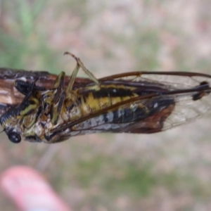 Galanga labeculata at Flynn, ACT - 3 Feb 2019 05:49 PM