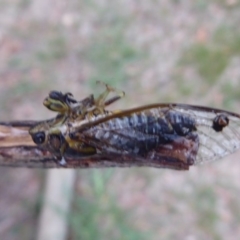 Galanga labeculata at Flynn, ACT - 3 Feb 2019 05:49 PM