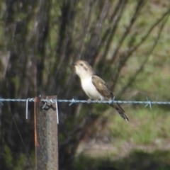 Chrysococcyx basalis (Horsfield's Bronze-Cuckoo) at Paddys River, ACT - 4 Feb 2019 by Christine