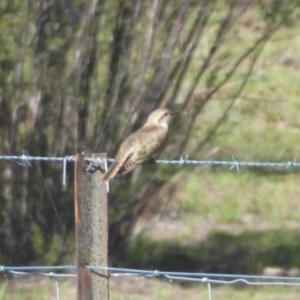 Chrysococcyx basalis at Paddys River, ACT - 4 Feb 2019 08:35 AM