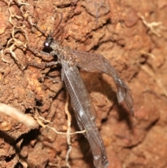 Myrmeleontidae (family) (Unidentified Antlion Lacewing) at Ainslie, ACT - 2 Feb 2019 by jbromilow50