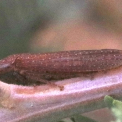 Rhotidoides punctivena (Leafhopper) at Majura, ACT - 1 Feb 2019 by jb2602