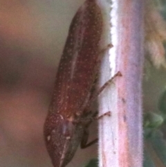 Rhotidoides punctivena at Majura, ACT - 1 Feb 2019