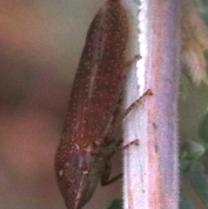 Rhotidoides punctivena at Majura, ACT - 1 Feb 2019