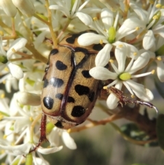 Neorrhina punctata (Spotted flower chafer) at Conder, ACT - 19 Dec 2018 by michaelb