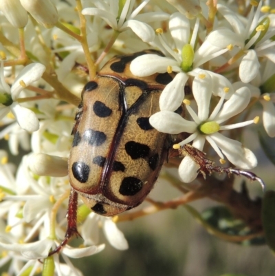 Neorrhina punctata (Spotted flower chafer) at Pollinator-friendly garden Conder - 19 Dec 2018 by michaelb