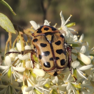 Neorrhina punctatum (Spotted flower chafer) at Greenway, ACT - 9 Jan 2019 by MichaelBedingfield