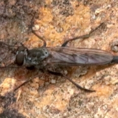 Cerdistus sp. (genus) (Slender Robber Fly) at Majura, ACT - 1 Feb 2019 by jb2602