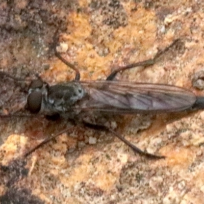 Cerdistus sp. (genus) (Yellow Slender Robber Fly) at Majura, ACT - 1 Feb 2019 by jbromilow50