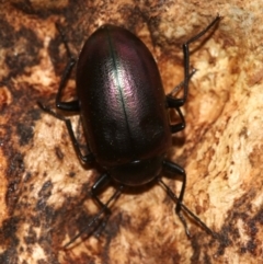 Chalcopteroides columbinus (Rainbow darkling beetle) at Mount Ainslie - 1 Feb 2019 by jb2602