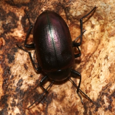 Chalcopteroides columbinus (Rainbow darkling beetle) at Mount Ainslie - 1 Feb 2019 by jb2602