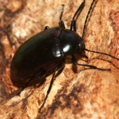 Chalcopteroides columbinus at Majura, ACT - 1 Feb 2019