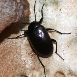 Chalcopteroides columbinus at Majura, ACT - 1 Feb 2019