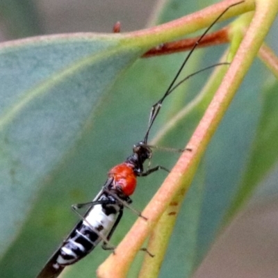 Rayieria basifer (Braconid-mimic plant bug) at Majura, ACT - 1 Feb 2019 by jb2602