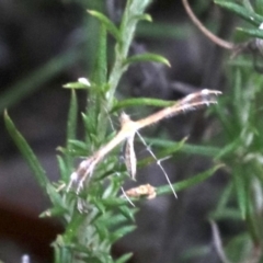 Stangeia xerodes (A plume moth) at Majura, ACT - 1 Feb 2019 by jbromilow50