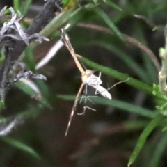 Stangeia xerodes at Majura, ACT - 1 Feb 2019