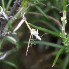 Stangeia xerodes at Majura, ACT - 1 Feb 2019 04:16 PM