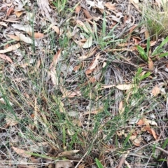 Tricoryne elatior (Yellow Rush Lily) at Yarralumla, ACT - 31 Jan 2019 by ruthkerruish