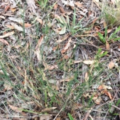 Tricoryne elatior (Yellow Rush Lily) at Attunga Point - 1 Feb 2019 by ruthkerruish