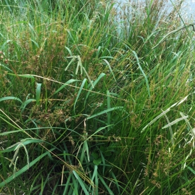 Paspalum dilatatum (Paspalum) at Lake Burley Griffin West - 1 Feb 2019 by ruthkerruish